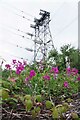 Sweet Peas and Pylon