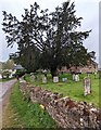 SO5627 : Dominant churchyard tree, Sellack, Herefordshire by Jaggery
