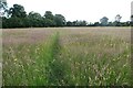 Footpath into Crick