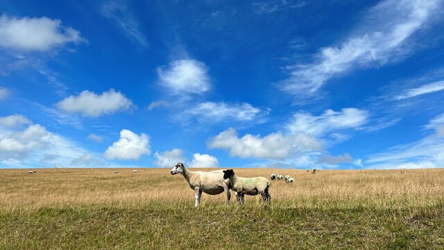 Sheep SE of Birling Farm