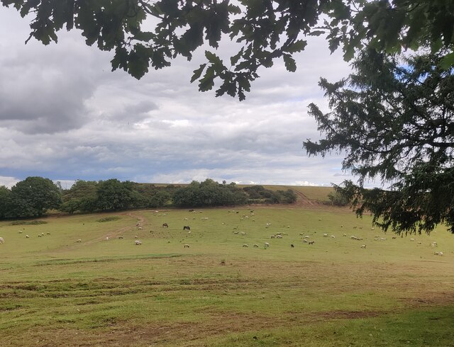 Sheep and horses at Stagborough Hill