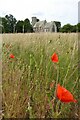 Poppies and Weeting Church