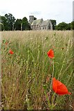 TL7789 : Poppies and Weeting Church by Philip Halling