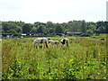 Grazing, Vigo