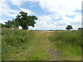 Entrance to cereal field