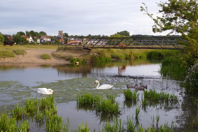 Swans on the River Stour
