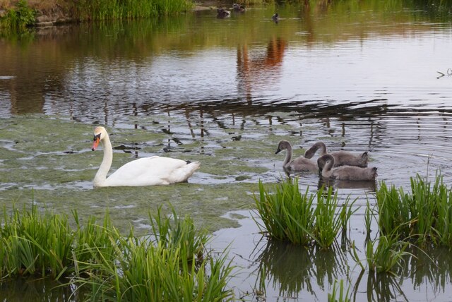 Mute Swan and cygnets