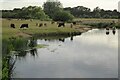 TL8641 : Cattle beside the River Stour by Philip Halling