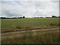 Wheat field near Sansom Wood