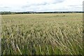 A wheat field near Constable