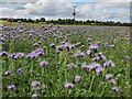 Purple tansy and farmland