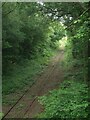 The Ogmore Vale Extension railway line in woodland west of Pyle (2)