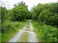 Track into the forest above Blaenau Dolwyddelan