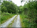 Forest track above Blaenau Dolwyddelan