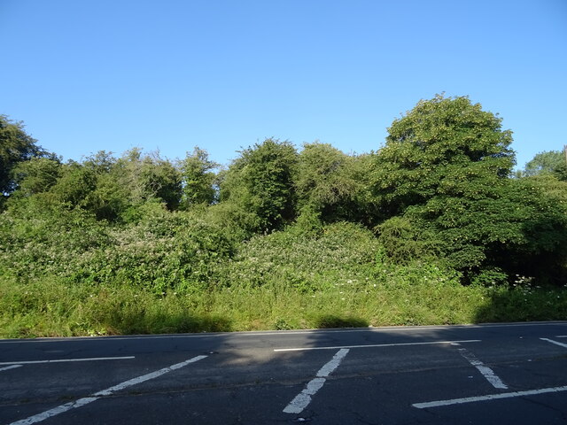 Woodland beside Gravesend Road © JThomas :: Geograph Britain and Ireland