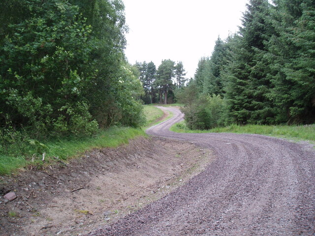 Forest track in Assich Forest