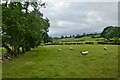 Sheep Grazing off Hutts Lane