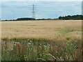TF0551 : Barley field, west of Roxholm Grange by Christine Johnstone