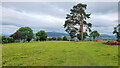 Scots Pine in a field