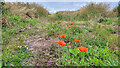 Poppies and Oilseed Rape