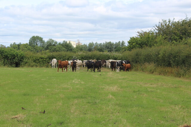 Small herd of steers