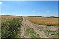 Footpath through barley