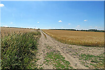 TL5854 : Footpath through barley by John Sutton