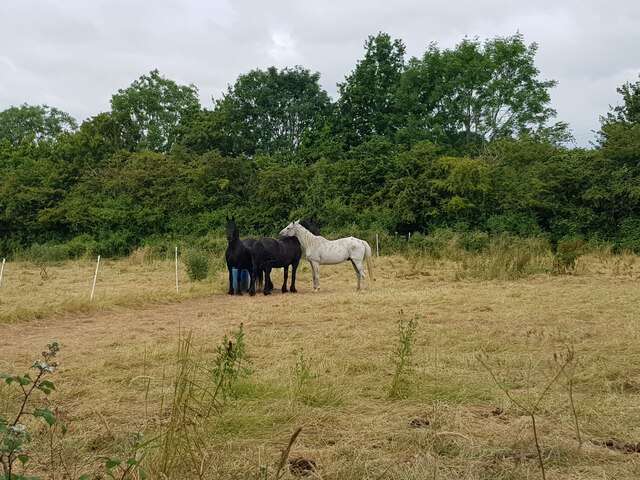 Horses of Rectory Lane, Upton Warren © Jeff Gogarty :: Geograph Britain ...