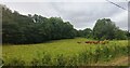 Cow pasture near Brithdir