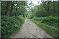 Track in Sherrardspark Wood, Welwyn Garden City