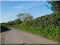 Blossom by road north of Mercaston Hall