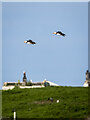 J6086 : Puffins, Copeland Islands by Rossographer