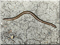TQ2451 : Slow Worm (Anguis fragilis) by Ian Capper