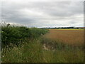 Hedgerow and field of oilseed rape near Hemingby