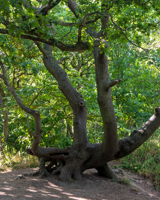 Limbs entwined (summer), Belhus Woods Country Park
