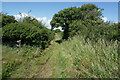 Hamstead Trail towards Wellow