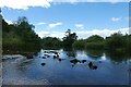 River Till from the weir