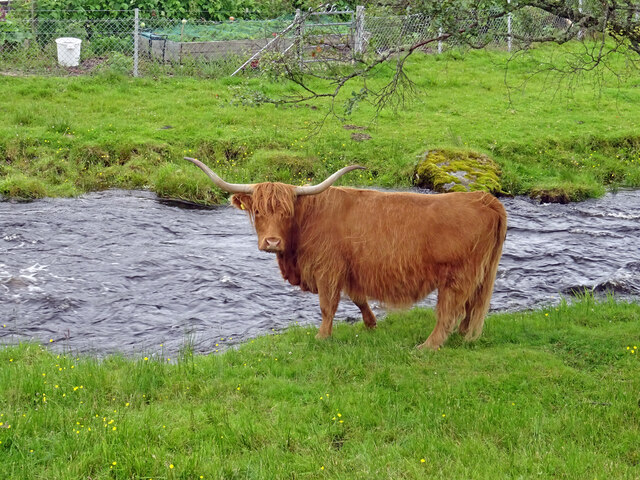 Highland Cow, Duirinish