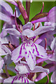 SO3830 : Common Spotted Orchid (Dactylorhiza fuchsii) by Ian Capper