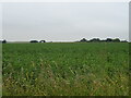 Crop field off Stoke Road