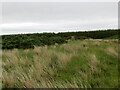 Rough moorland at Bowertower Triangulation Pillar, Brabsterdorran