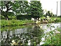 Cattle by the canal