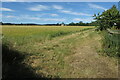 Field on the edge of Kingham