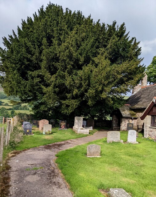 Churchyard yew, Llanveynoe, Herefordshire