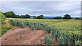 Wheat field opposite Cefn Cottage