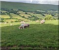 SO3031 : Grazing sheep, Llanveynoe by Jaggery