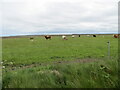 ND3168 : Grazing land at Brabster by Peter Wood