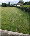 Grassy field, Llanveynoe, Herefordshire 