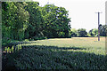 Staffordshire wheat field and footpath south-west of Oaken