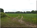 Sugarbeet crop adjacent maize crop